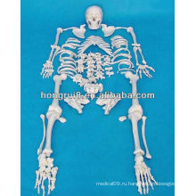 ISO скелет человека с черепом, безразличная скелетная модель